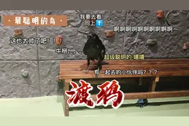 这是我见过最聪明的鸟，明明能靠颜值，却要靠才华上位的渡鸦