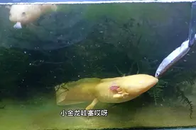 把虾虎鱼喂了小白龙，小白鲢喂了小金龙。一如既往狼吞虎咽！视频封面
