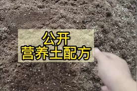 多肉营养土配方公开，不嫌麻烦就自己配。视频封面