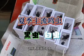 夏季主流鸣虫除了黑白虫，还有什么虫吗视频封面