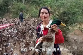 今天和鸭老板一起去挑青头鸭，送客户视频封面