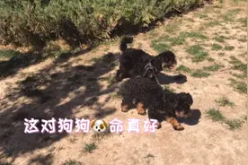 小狗生下来就被扔了。小姑娘和姥姥一起把它们养大。一种缘份和爱视频封面