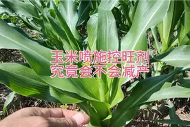 玉米喷施控旺剂，究竟会不会减产，玉米还能不能喷施控旺剂视频封面
