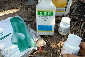 天气好继续给芒果树控梢用四种药视频封面