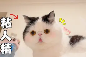 没见过这么粘人的猫！只要不抱它，就一屁股坐在主人脸上视频封面