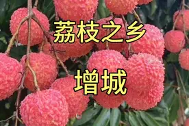 广州市增城荔枝之乡，增城荔枝历史简介。荔枝文化公园。视频封面