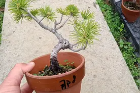 那须五针松应该如何翻盆呢？今天分享给大家视频封面