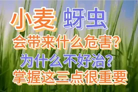 对于小麦蚜虫防治，选择什么时候打药，应该打什么用药？视频封面