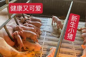 晚上两头母猪同时生产，一窝生18头一窝生3头，这差距也太大啦！视频封面
