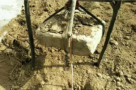 捉中华酚鼠（陕甘宁方言叫:哈哈）视频封面