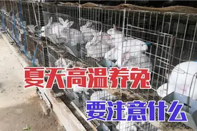 夏季天气热养兔要注意哪些方面？如何解决？告诉你方法视频封面