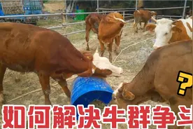 养牛如何解决牛群争斗呢？教你四个方法轻松解决牛群争斗的问题视频封面