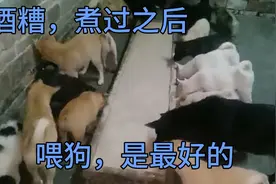 酒糟煮过之后，喂狗是最好的，又省成体，又营养，又可以安眠睡觉视频封面