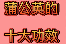本草纲目有记载，蒲公英的十大功效，你知道吗视频封面