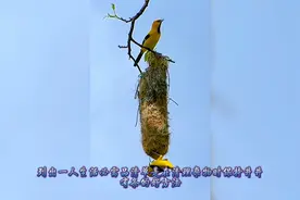 一人生活必需品- 极简生活清单视频封面