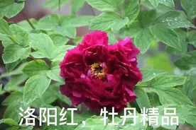 洛阳红唯一以洛阳地名命名的牡丹品种，被称为花中君子。视频封面