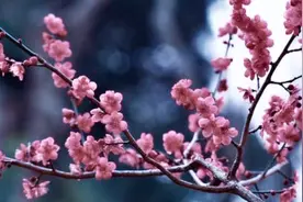 上海世纪公园万千梅花绽放，花朵带雨艳丽、落瑛遍地嫣红视频封面