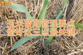 玉米苗3—5片叶最关键，做好这三项管理，幼苗均匀又健壮视频封面