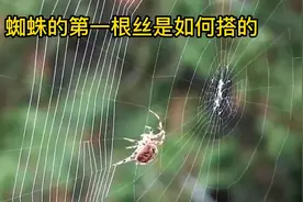 科普小知识:蜘蛛是如何搭第一根丝的?视频封面