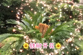 千年罕见的铁树开花视频封面