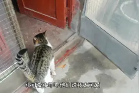 我是一个小乖乖，让人看了多可爱，就这样招人喜爱，我就是乖…视频封面