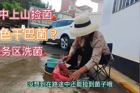 自驾途中捡菌乐趣，惊喜捡到一朵金黄色的干巴菌会有毒吗？视频封面