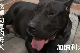 加纳利犬辛苦生下第三条幼崽，却直接将其吃掉，太揪心了视频封面