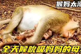 这只猴妈妈太溺爱小猴子，全天候吮吸母乳，这画面超有爱视频封面