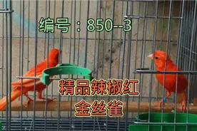 老魏再推精品辣椒红金丝雀，没有最好只有更好！视频封面