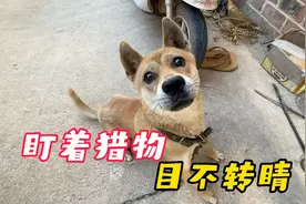 狗狗见到猎物的反应真帅，尤其是大黄的表情，简直帅呆了视频封面