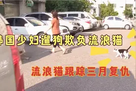 少妇遛狗欺负流浪猫，野猫跟踪主人三个月，只为找狗子复仇视频封面