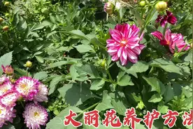 大丽花（小丽花）还难养吗？分享这两年实践的经验，总结的很详细视频封面