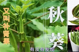 秋葵又叫补肾果，可谓是“男人的加油站”，“女人的美容院。”