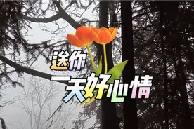 上联:一木木二木林三木森、森林共五木；诚邀朋友对下联。视频封面