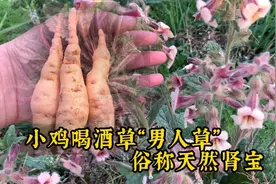 “小鸡喝酒草”被誉为“天然肾宝”男人草，根似萝卜，地黄3绝视频封面