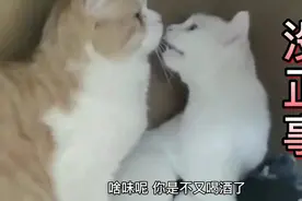 搞笑配音 猫妈妈：你是不是又喝酒了！咋这么没正事呢视频封面