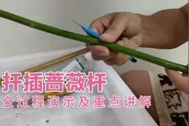 扦插无刺蔷薇杆全过程演示及要点讲解，方法简单成活率高。