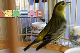 漂亮黄雀押口成功，经典三大口看看叫得溜不溜？视频封面