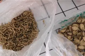 自制漱口水有效预防龋齿虫牙，缓解虫牙龋齿疼痛，很便宜视频封面