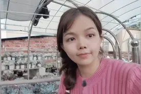 回来了一批文文最喜欢的超大橙梦露多肉，皮实好养，出状态超美视频封面