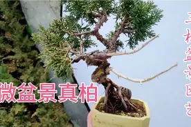 处理一批老桩微型盆景真柏，适合室内摆放的小盆景，千年松万年柏