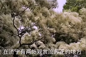 济宁戴庄花园的流苏花开了，太美了视频封面