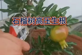 石榴树高压生根技术分享，喜欢的收藏起来吧！视频封面