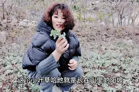 手作艾条之清明在山里采摘小叶艾草的嫩芽，艾叶煮鸡蛋好处听我说视频封面
