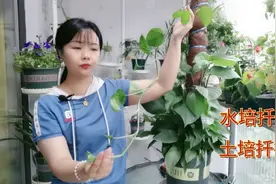 绿萝枝条很长，剪来水培或土插，轻松一盆变多盆视频封面