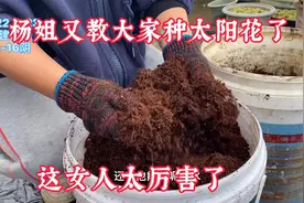 这女人太厉害了，杨姐又教大家种太阳花了，配土、选盆、种子！视频封面