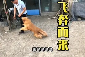 被关了两年的金毛，放出来后会是什么反应，场面一度难以控制视频封面