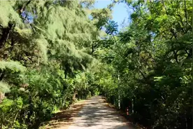 美！北海市惊现一条网红森林之路，路的尽头是一望无际的大海视频封面