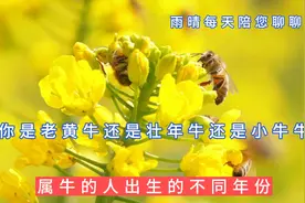 属牛的你出生在哪个年份呢？一路走来对生活有哪些深刻感悟？视频封面