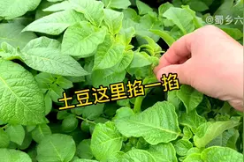 种植土豆，这里掐一掐，再撒一把草木灰，土豆结的又多又大个视频封面